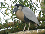 Boat-billed Heron    